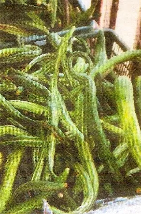 Trichosanthes - șarpe tărtăcuță - Gradina Siberia (de plantare) Trichosanthes - șarpe tărtăcuță - Gradina Siberia