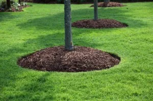 plantare tuia și îngrijire