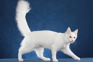 Caracteristici Angora rasa turcești și avea grijă de ea Caracteristici Angora rasa turcești și avea grijă de ea