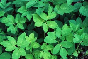 goutweed Iarbă, ierburi