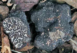 Truffle, descriere, în cazul în care crește, cum să găsească, fotografii