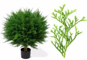 Thuja cameră să crească ca un arbust in casa