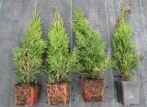 Thuja cameră să crească ca un arbust in casa