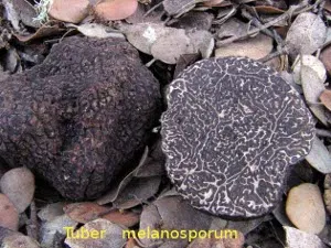 Truffle, descriere, în cazul în care crește, cum să găsească, fotografii
