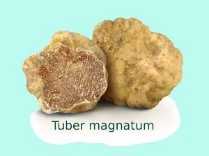 Truffle, descriere, în cazul în care crește, cum să găsească, fotografii