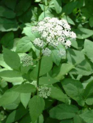 Grass goutweed - descrierea cu fotografii; Proprietăți și aplicații; rețete cu goutweed