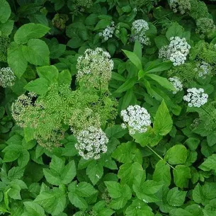 Se pare Grass goutweed ca, ceea ce este util și în cazul în care se dezvoltă, video, metode de aplicare în produsele alimentare