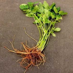 Se pare Grass goutweed ca, ceea ce este util și în cazul în care se dezvoltă, video, metode de aplicare în produsele alimentare