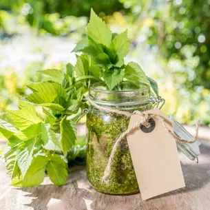 Se pare Grass goutweed ca, ceea ce este util și în cazul în care se dezvoltă, video, metode de aplicare în produsele alimentare