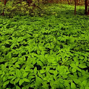 Se pare Grass goutweed ca, ceea ce este util și în cazul în care se dezvoltă, video, metode de aplicare în produsele alimentare