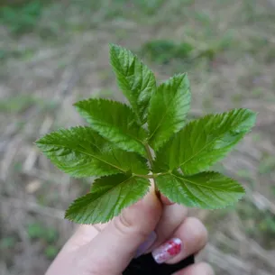 Se pare Grass goutweed ca, ceea ce este util și în cazul în care se dezvoltă, video, metode de aplicare în produsele alimentare
