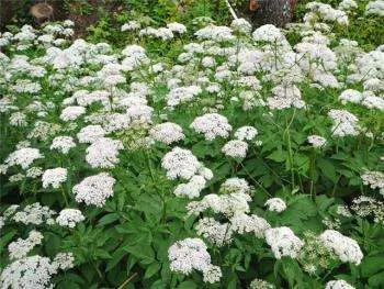 Grass goutweed - descrierea cu fotografii; Proprietăți și aplicații; rețete cu goutweed
