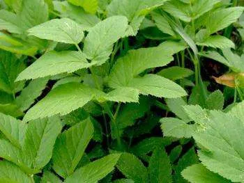 Grass goutweed - descrierea cu fotografii; Proprietăți și aplicații; rețete cu goutweed