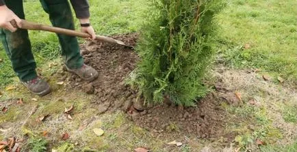 Thuja - plantarea și îngrijirea în câmp deschis (îngrijire) Thuja - plantarea și îngrijirea în câmp deschis
