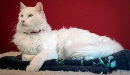 Angora turceasca (pisica Angora) - fotografii, descriere, natura, conținutul, cumpăra