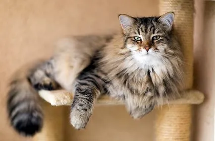 Turc special rasa Angora și grija pentru ea (piatra) Caracteristici Angora rasa turcești și avea grijă de ea