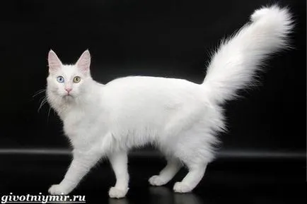 Pisica Angora turceasca