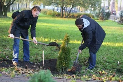 Thuja de plantare, de îngrijire în timpul iernii, de ce au ace galbene de arborvitae, conifere resuscitare de droguri purshat-oh fotografie (de îngrijire) Thuja de plantare, de îngrijire în timpul iernii, de ce au ace galbene de arborvitae, conifere resuscitare purshat-oh de droguri fotografie