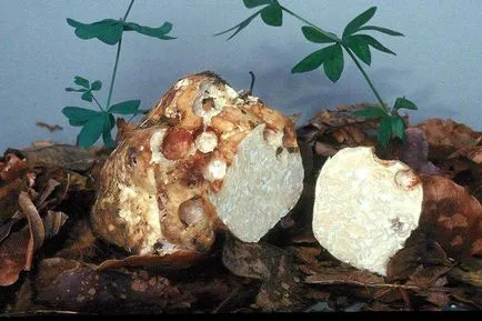 Truffle ciuperci - descriere, tipuri, în cazul în care și cum să crească, căutare, fotografii