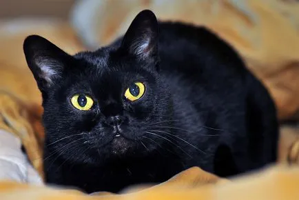 Angora turci special, rasa și grijă de ea (mai ales) Caracteristici Angora rasa turcești și avea grijă de ea