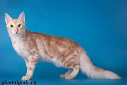 Pisica Angora turceasca