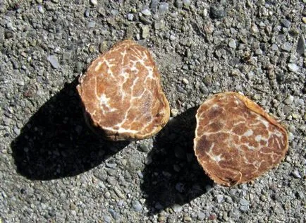Truffle ciuperci - descriere, tipuri, în cazul în care și cum să crească, căutare, fotografii