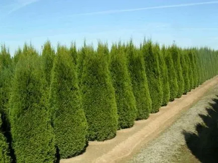 plantare tuia și îngrijire