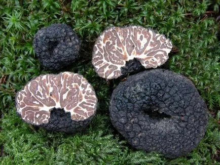 Truffle ciuperci - descriere, tipuri, în cazul în care și cum să crească, căutare, fotografii