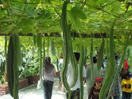 Trichosanthes - castraveti serpentin, castraveti murati murați sărați murate (trichosanthes) Trichosanthes - castravete serpentină, castraveti murati murat murate sărat