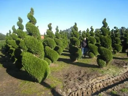 plantarea și întreținerea și reproducerea Thuja (a solului în jurul tijei) plantare tuia și de îngrijire și de propagare