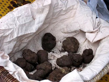 Truffle - site-ul de locuri speciale