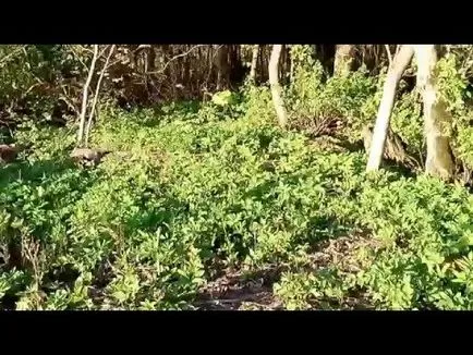 Se pare Grass goutweed ca, ceea ce este util și în cazul în care se dezvoltă, video, metode de aplicare în produsele alimentare