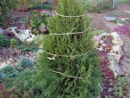 Thuja - plantarea și îngrijirea în câmp deschis (îngrijire) Thuja - plantarea și îngrijirea în câmp deschis