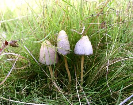 tuber aestivum