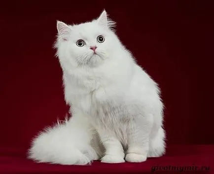 Pisica Angora turceasca