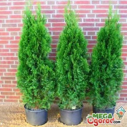 Thuja într-un vas de reproducere, de plantare și îngrijire la domiciliu