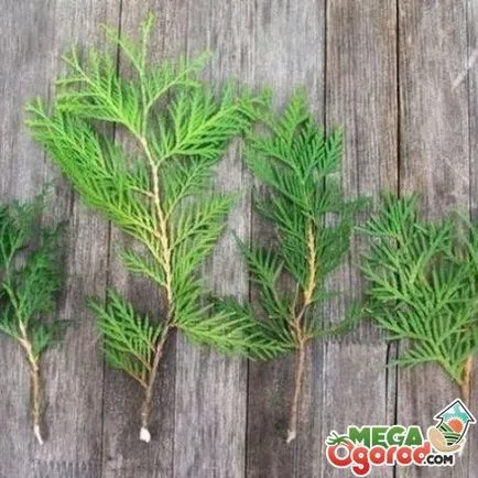 Thuja într-un vas de reproducere, de plantare și îngrijire la domiciliu
