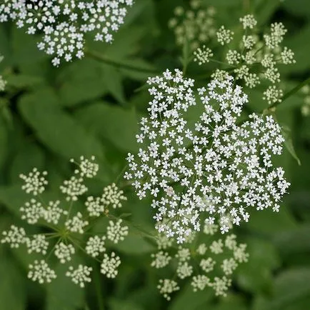 iarbă goutweed