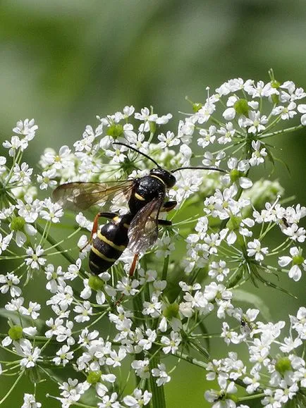 iarbă goutweed