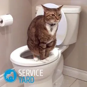 În pisica fecale cu sânge - ceea ce înseamnă, serviceyard-confortul de acasă la îndemână (sfaturi hostess) În pisica fecale cu sânge - ceea ce înseamnă, serviceyard-confortul casei dvs. la îndemână