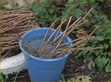 butași de viță de vie înrădăcinării și plantare - grădină pentru întreaga familie - o practică de grădinărit