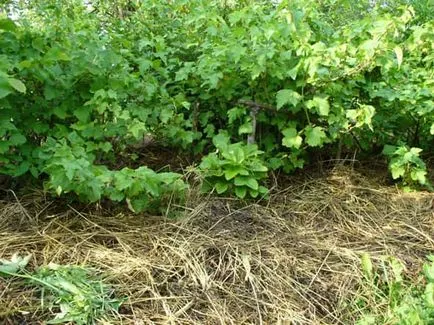 Fertiliza currant corect și să obțină cel mai mare randament
