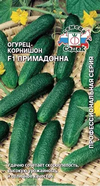 soiuri rezistente la boli de castravete - sfaturi de vară