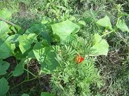 gradina Ural - fara prea multe probleme în special cultivarea de castraveți! (Castravete) gradina Ural - fara prea multe probleme în special cultivarea de castraveți!