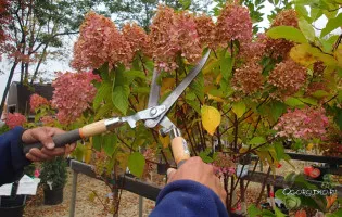 Îngrijire Tusi - udare si fertilizare in primavara, vara, iarna si toamna
