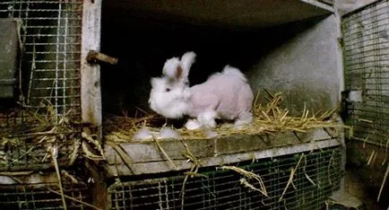 Înfricoșătorul Adevărul despre cum să obțineți Angora Înfricoșătorul Adevărul despre cum să obțineți Angora