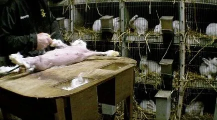 Înfricoșătorul Adevărul despre cum să obțineți lână Angora (a primi) Înfricoșătorul Adevărul despre cum să obțineți Angora