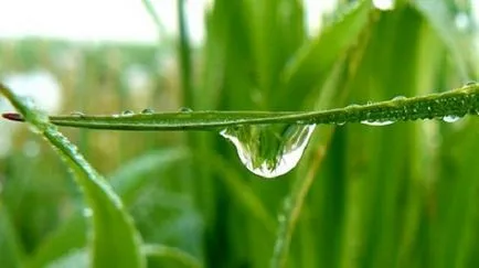 Morning Dew proprietăți terapeutice și de utilizare (mers pe jos) Morning Dew proprietăți terapeutice și aplicarea