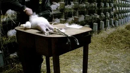 Înfricoșătorul Adevărul despre cum să obțineți Angora Înfricoșătorul Adevărul despre cum să obțineți Angora