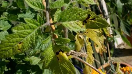 În tomate frunze galben - ce să facă, de ce plante bolnave răsaduri de roșii galbene în ceea ce (toate) În tomate frunze galben - ce să facă, de ce plante bolnave răsaduri de roșii galbene în ceea ce